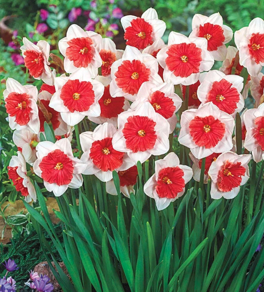 Riot daffodils bring a vibrant splash of color with unique red and white blooms
